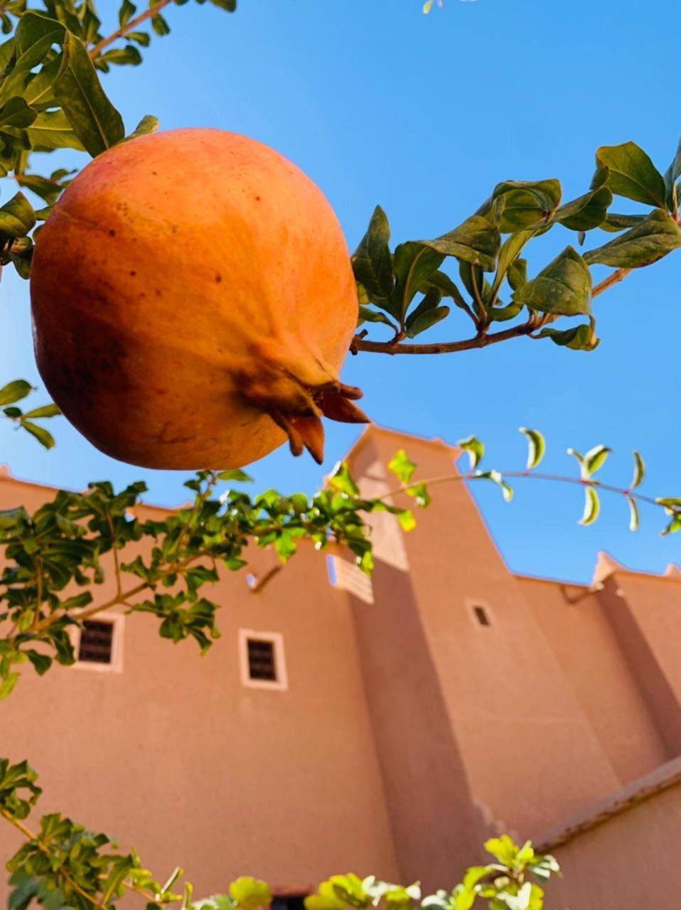 La Perle De Saghro Nkob